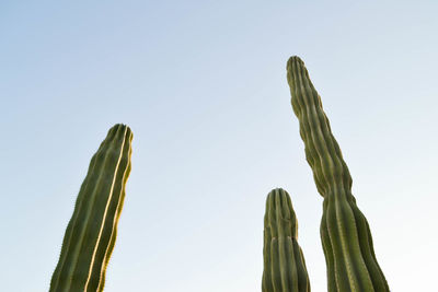 Low angle view of succulent plant against clear sky