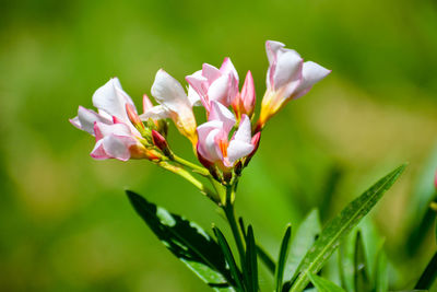 Close-up of pink flowering plant