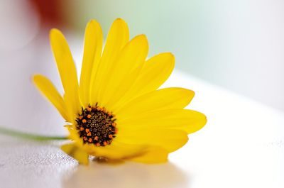 Close-up of yellow flower against white wall