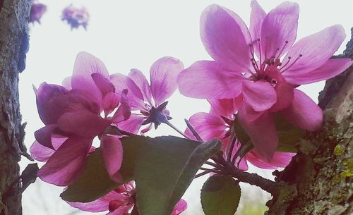 Close-up of pink flower