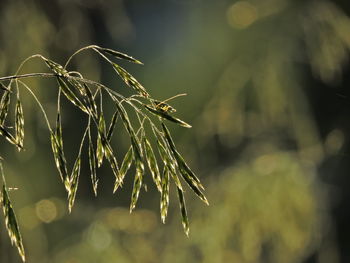 Close-up of fresh plant