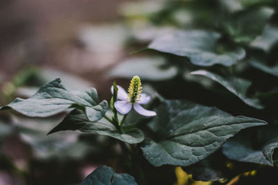 High angle view of flower growing outdoors