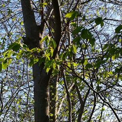 Low angle view of tree against sky