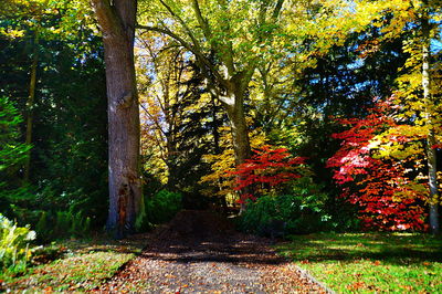 Trees in autumn