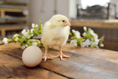 A small cute chicken on a wooden table against the background of an egg and a blossoming bfanch