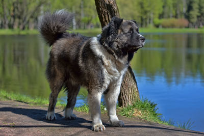 Dog standing in water