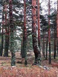 Pine trees in forest