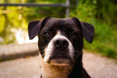 Portrait of black dog