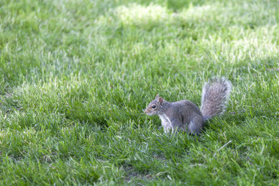 Curious grey squirrel in the park