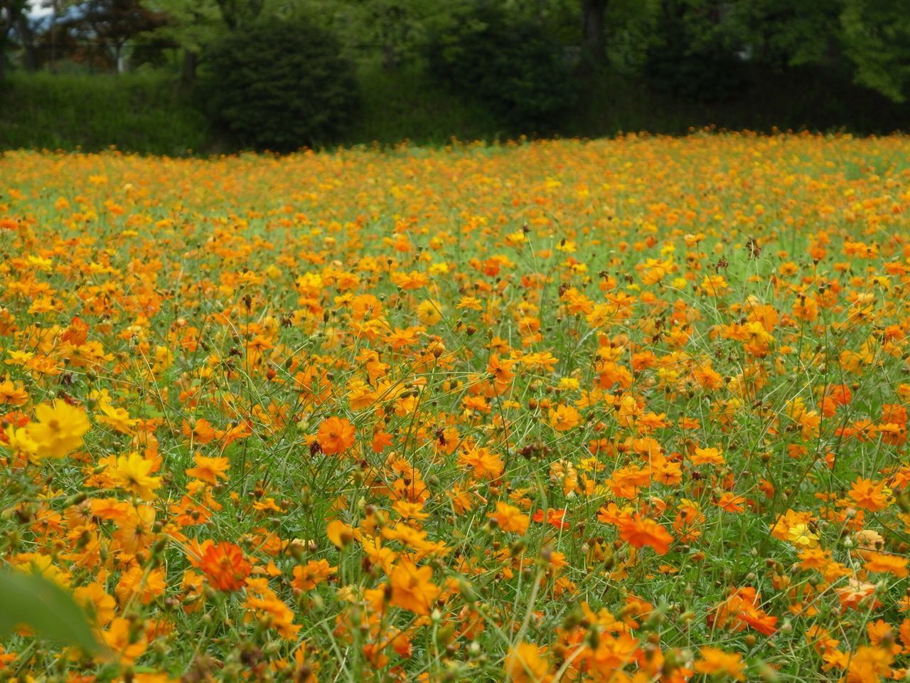 flower, growth, beauty in nature, field, yellow, freshness, nature, abundance, fragility, tranquil scene, tranquility, blooming, rural scene, landscape, flowerbed, scenics, plant, agriculture, tree, petal