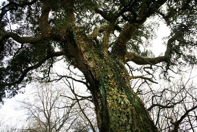 Low angle view of tree in forest