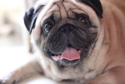 Close-up portrait of pug