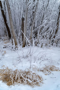 Snow covered land and trees in forest