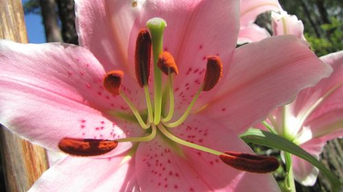 Close-up of pink flower