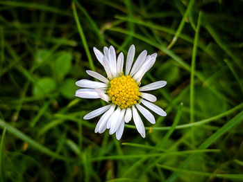 Close-up of flower blooming outdoors