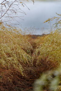 Close-up of plants growing on land