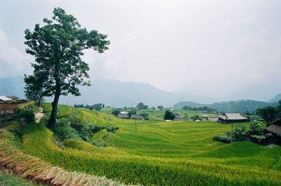 Scenic view of agricultural field against sky