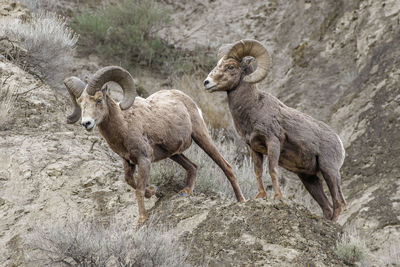 Big horn sheep standing on rock