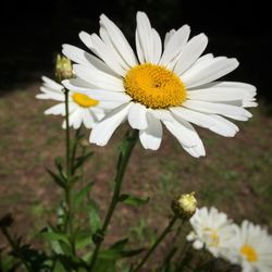 Close-up of daisy flowers