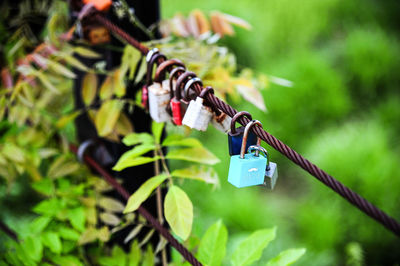 Close-up of padlocks on wire fence