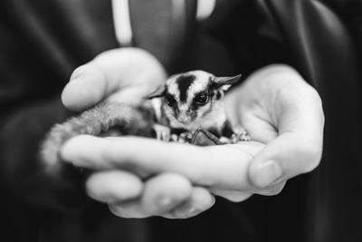 Midsection of person holding sugar glider