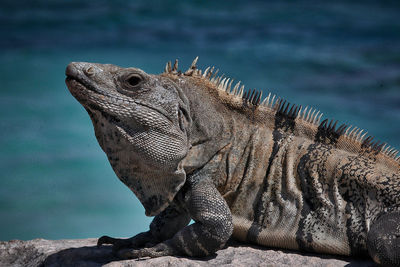 Close-up of iguana on rock