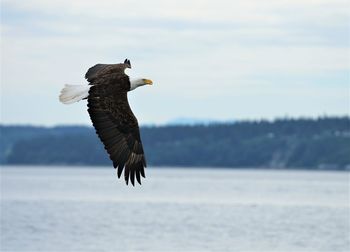Bird flying in the sky