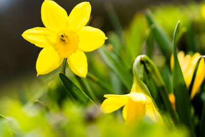 Close-up of yellow flowering plant on field
