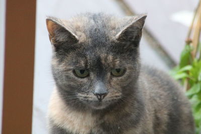 Portrait of tabby cat