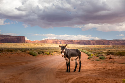 Horse standing in a field