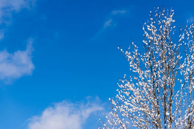 Low angle view of flower tree against blue sky