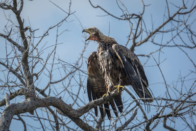 Low angle view of eagle perching on tree