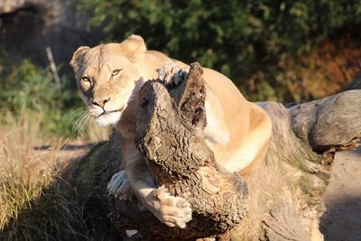 Lion relaxing outdoors