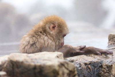 Japanese snow monkey in hot spring