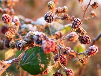 Close-up of berries growing on tree