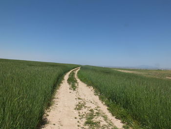 Scenic view of agricultural field against clear sky