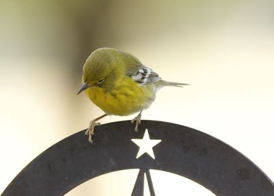 Close-up of bird perching on a metal