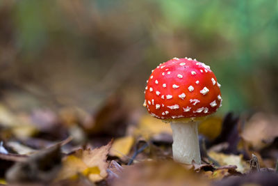 Close-up of fly agaric mushroom on field