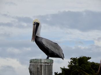 Low angle view of bird perching on roof against sky