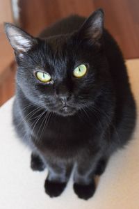 Close-up portrait of cat