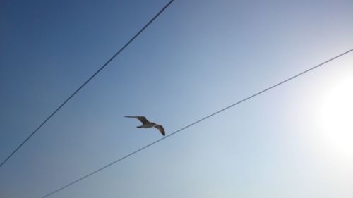 Low angle view of birds in flight