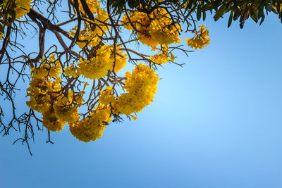 Low angle view of flowering tree against blue sky