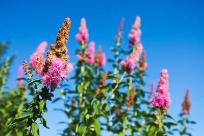 Low angle view of flowers blooming against sky