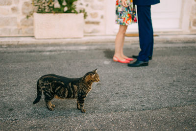 Low section of person with cat on street