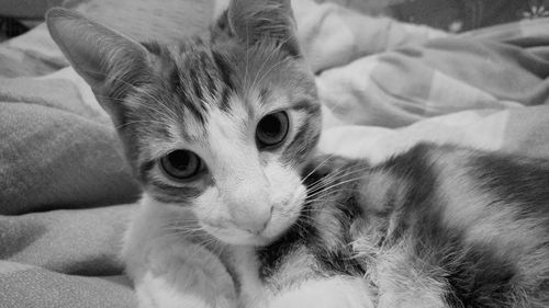 Close-up portrait of kitten lying on bed at home