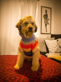 View of a dog sitting on bed