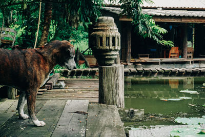 View of a dog by the lake