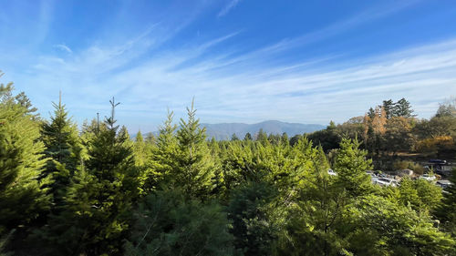 Plants and trees in forest against sky