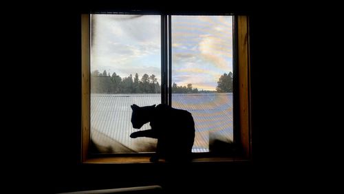 Silhouette cat on window sill at home