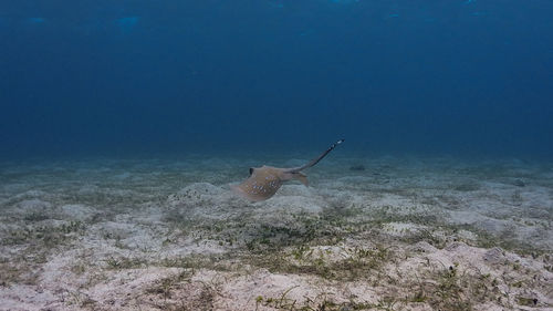 View of fishes swimming in sea